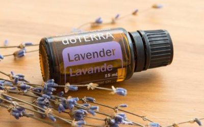 Lawenda – ukojenie i relaks