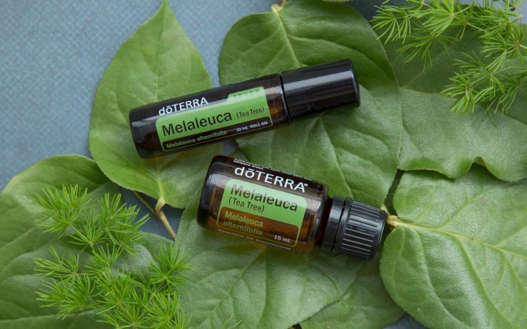 Drzewo herbaciane – ulubiony olejek nastolatek