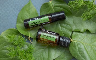 Drzewo herbaciane – ulubiony olejek nastolatek